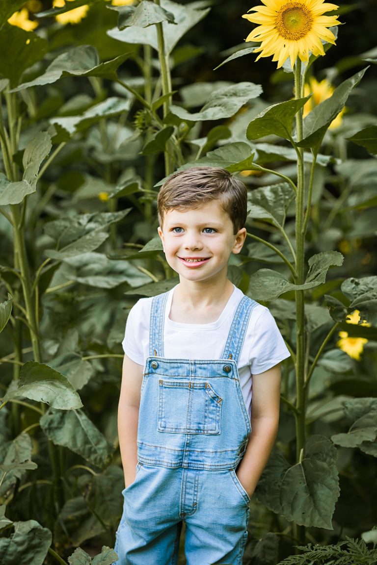 Sunflower Minis Jubilee State Park in Brimfield, Illinois