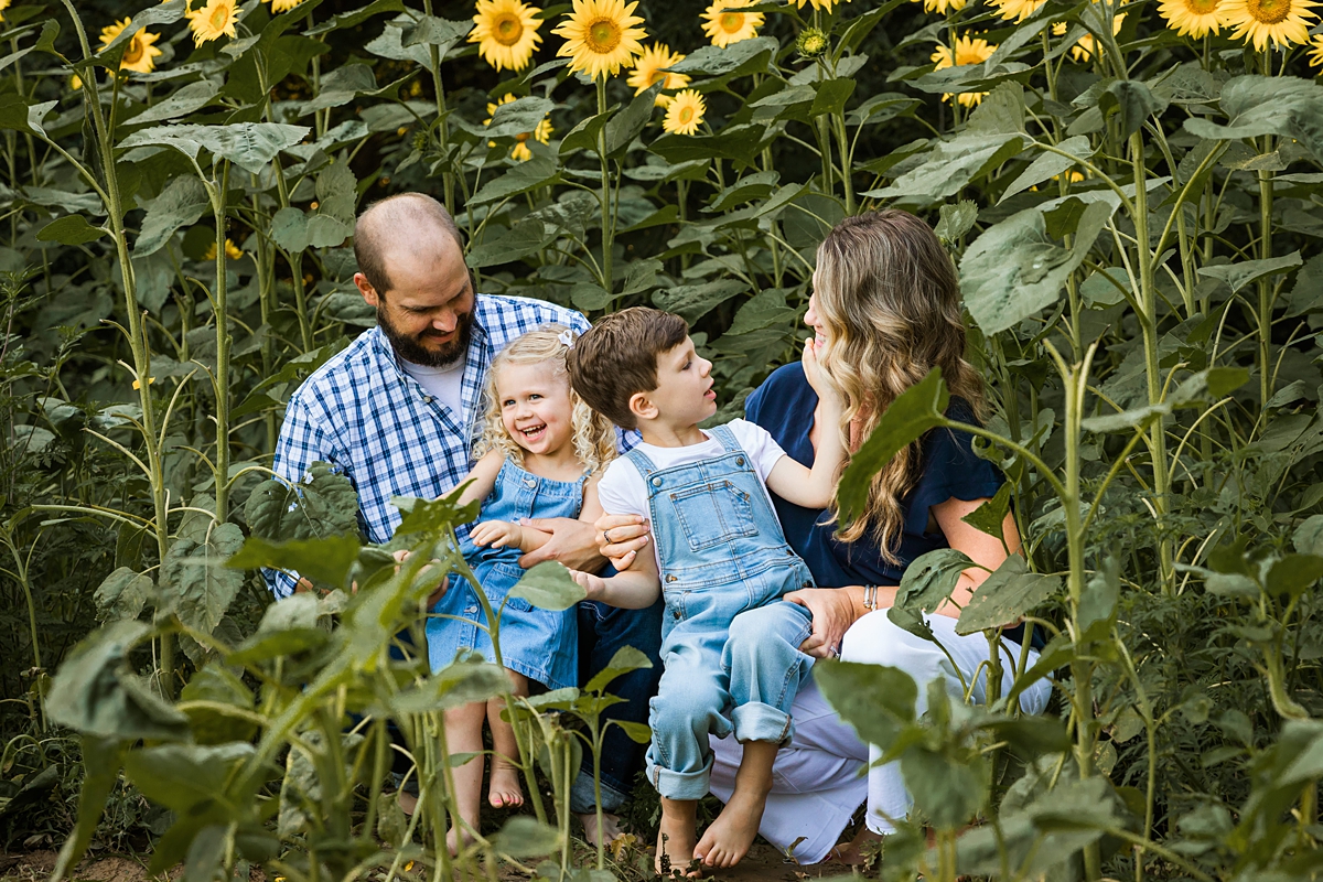 Sunflower Minis Jubilee State Park in Brimfield, Illinois