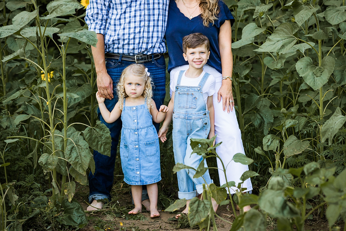 Sunflower Minis Jubilee State Park in Brimfield, Illinois